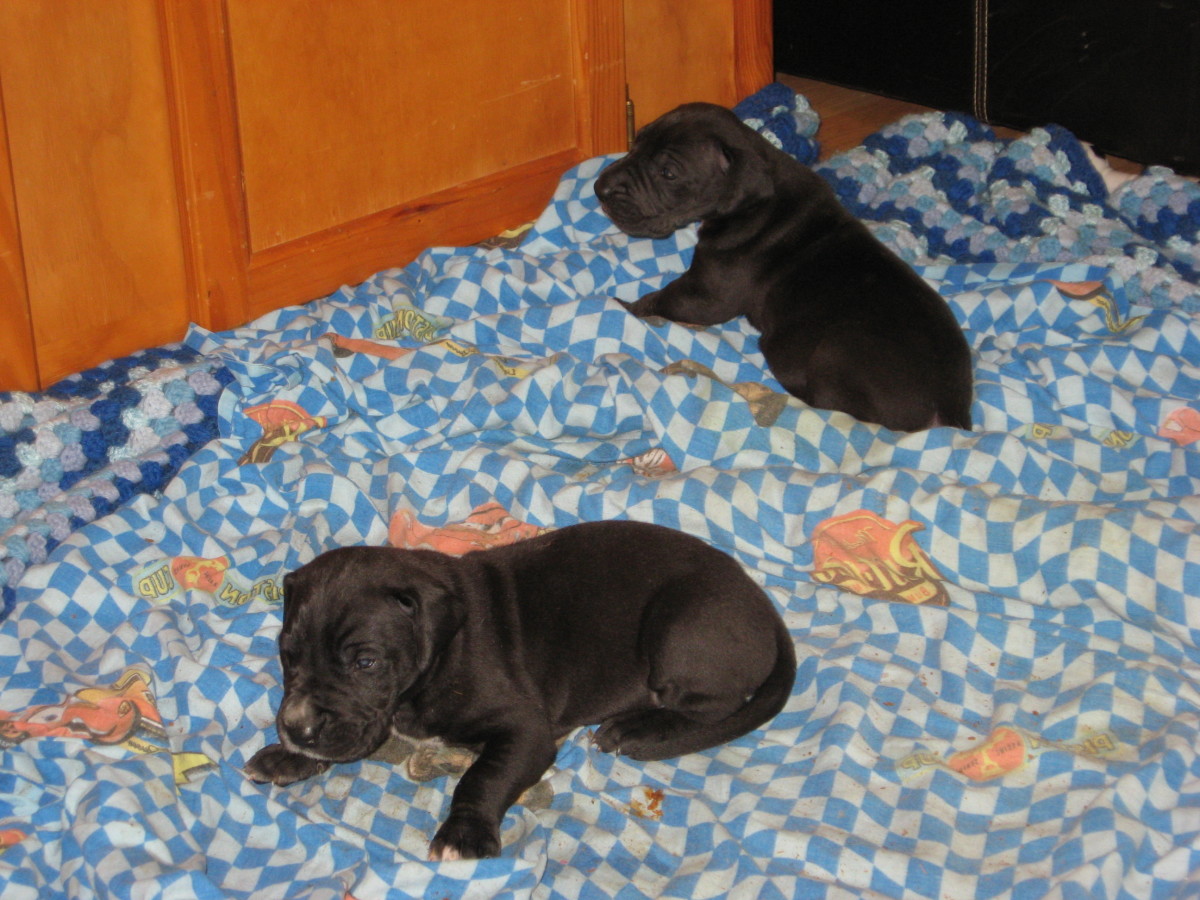 Dog Pneumonia My Puppy is Sick! PetHelpful