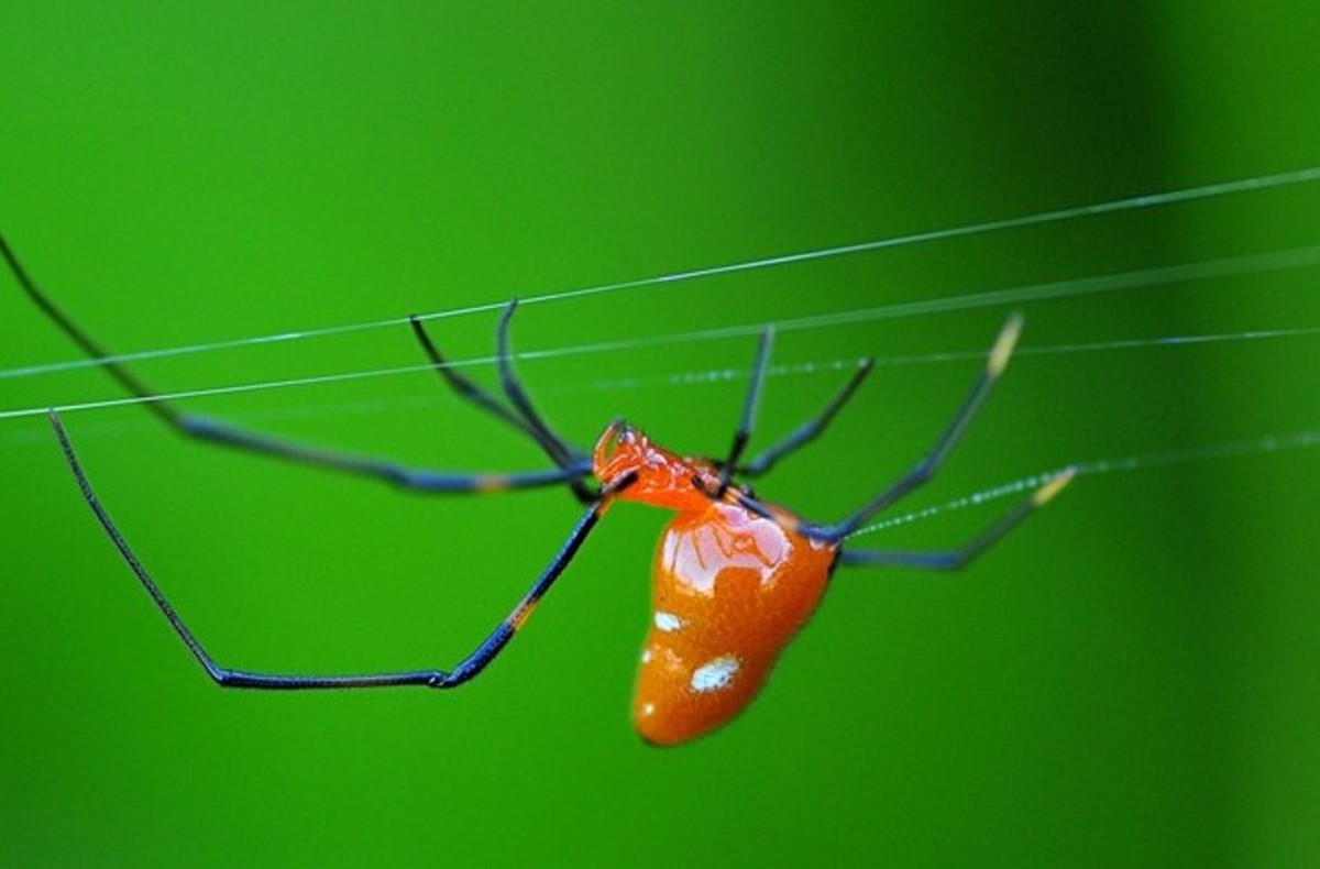 BioEngineering Turning Goat Milk Into Spider Silk (BioSteel) HubPages