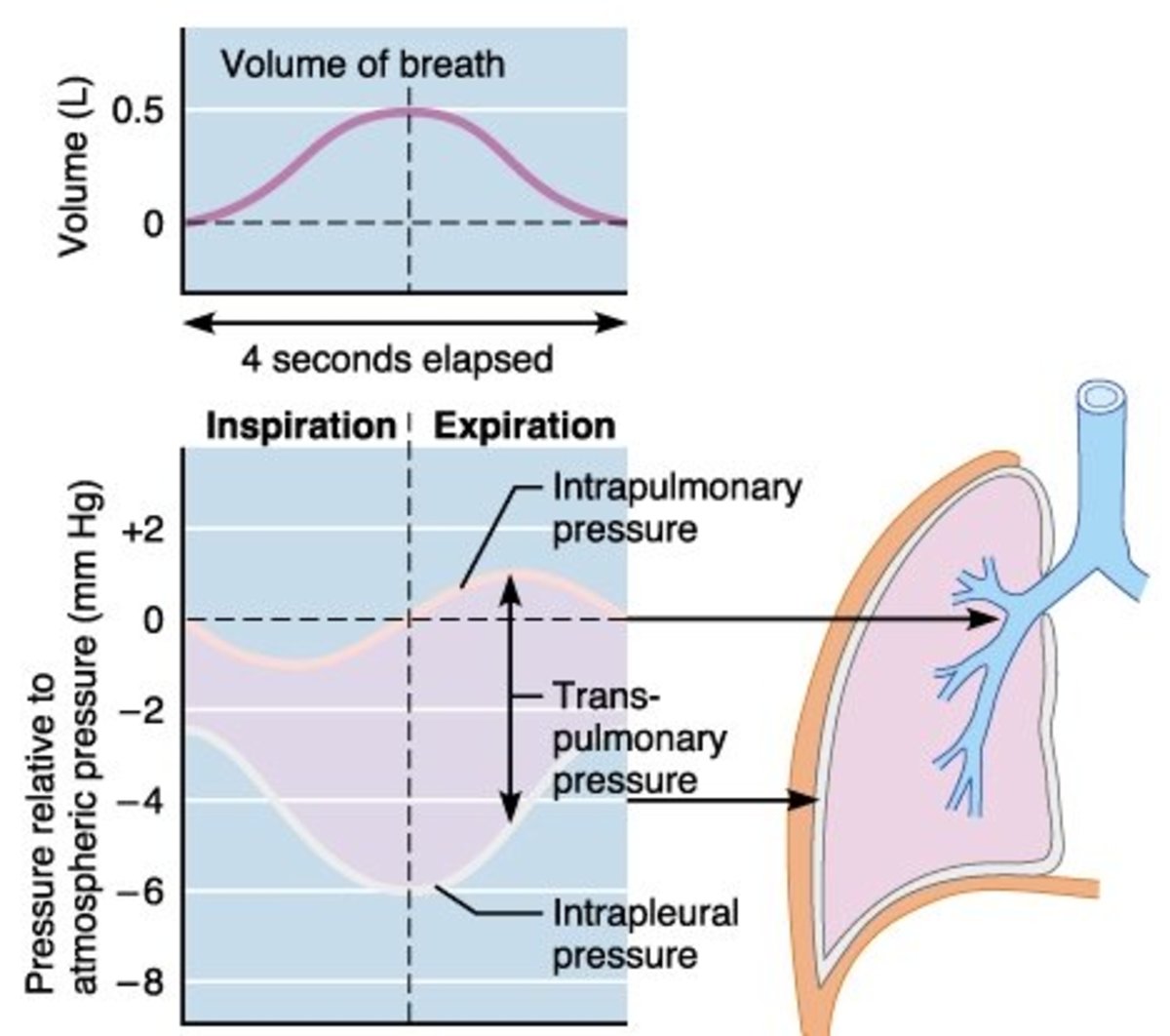 Lung Pressures and Lung Compliance Owlcation