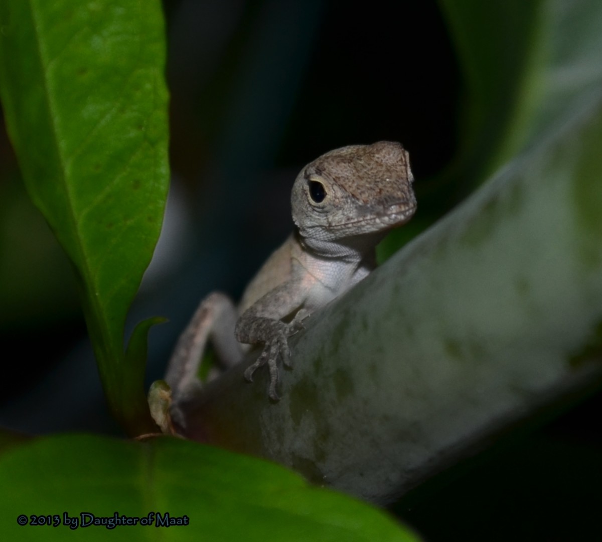 Florida's Wildlife Reptiles hubpages