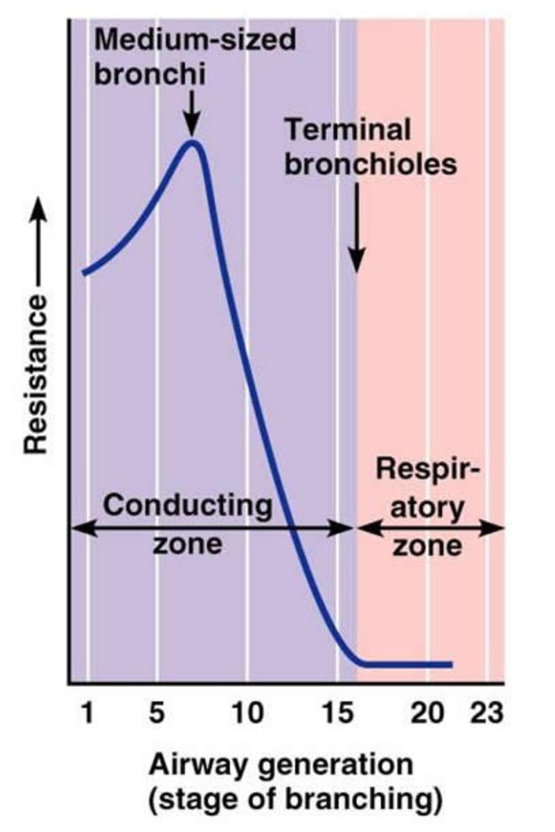 Airway Resistance and Flow Dynamics