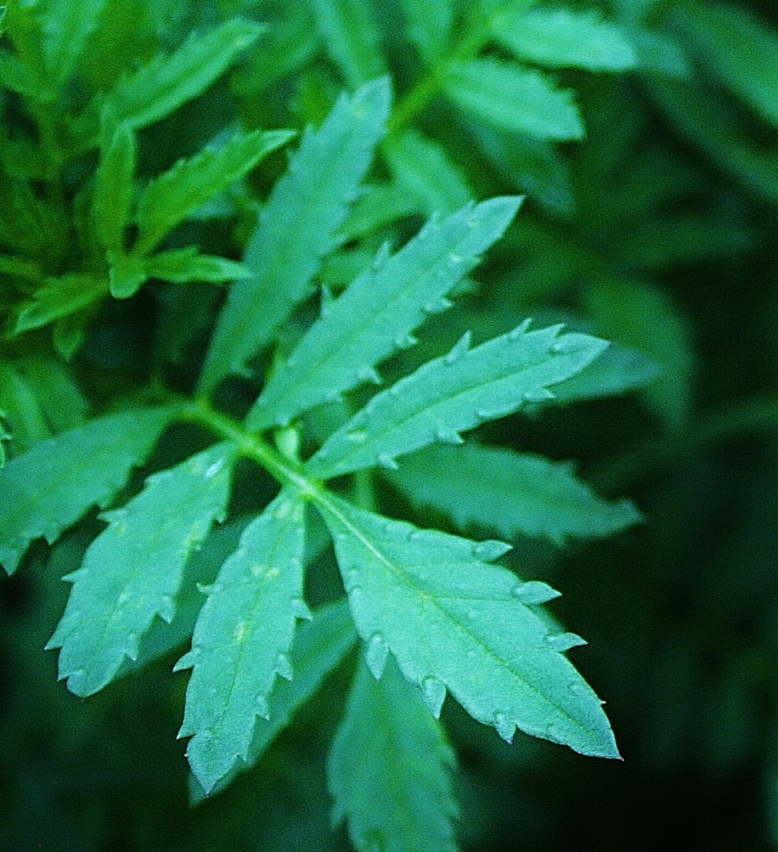 French Marigolds Aren't French (and Other Facts About Tagetes Patula