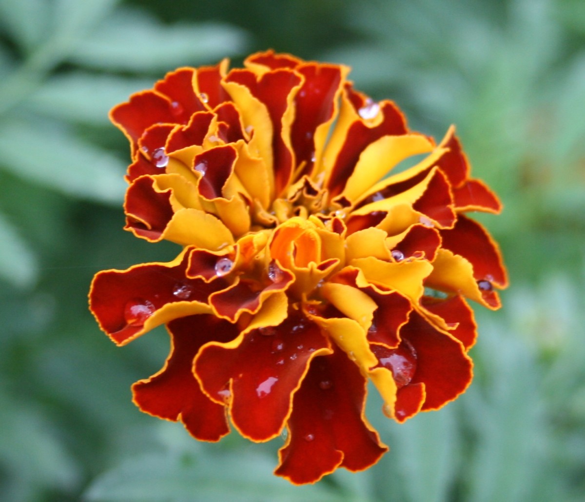 10 THINGS YOU DIDN'T KNOW ABOUT MARIGOLDS Garden Pics and Tips