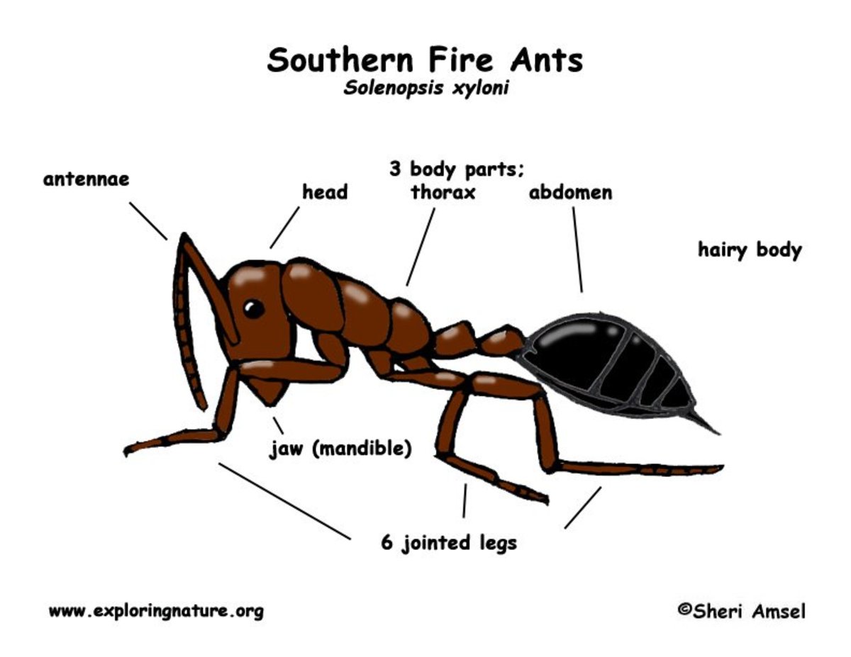 RIFA and Other Fire Ants HubPages