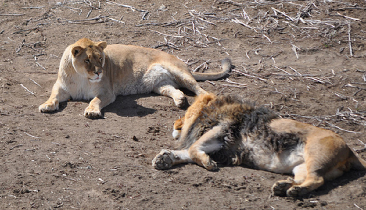 The Sad Animals in Zoos Myth Owlcation