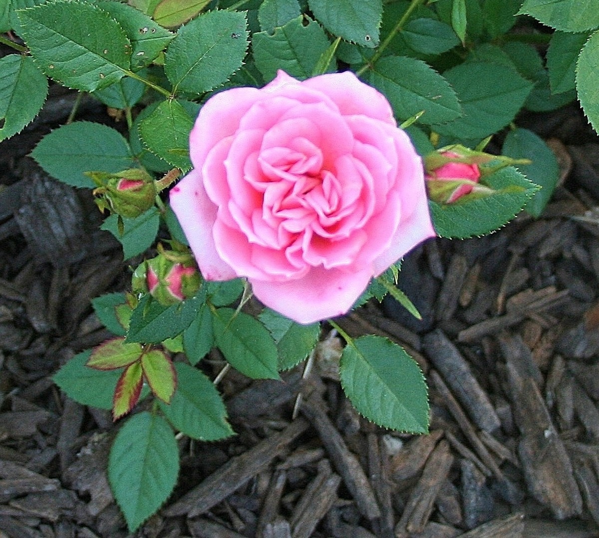 How to Reuse Potting Soil Safely Dengarden