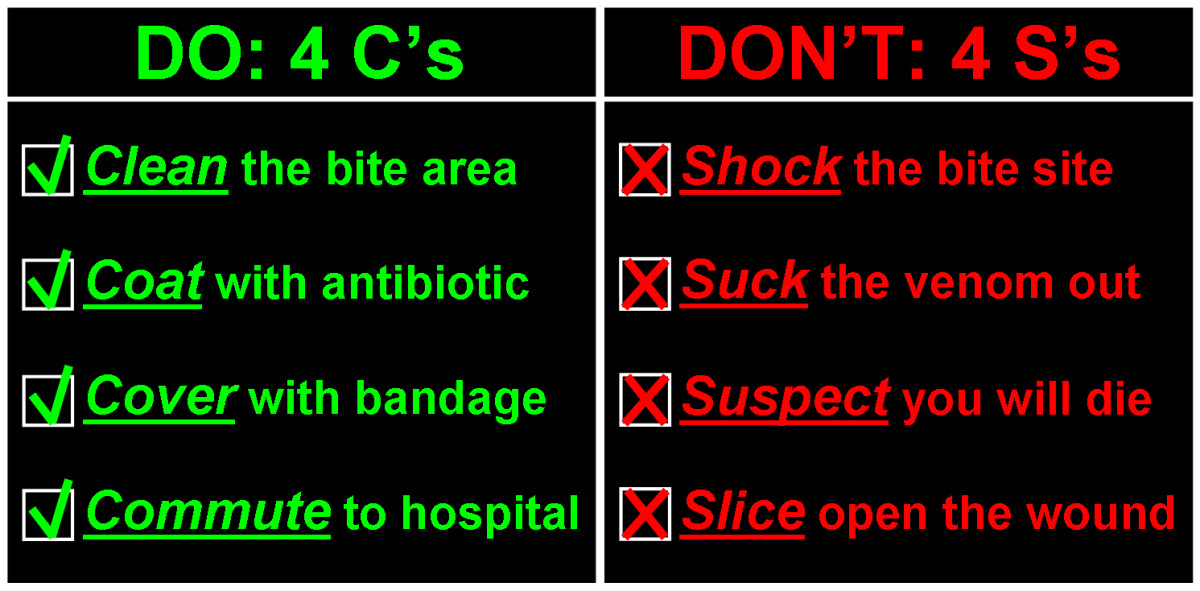 The Expert's Guide to Snakebites hubpages