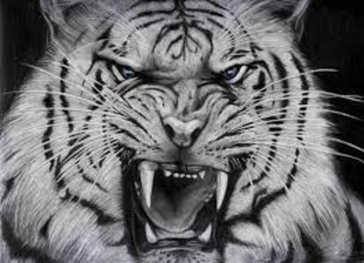 White Tiger Tattoo DesignsWhite Tiger Tattoo IdeasWhite Tiger Tattoo
