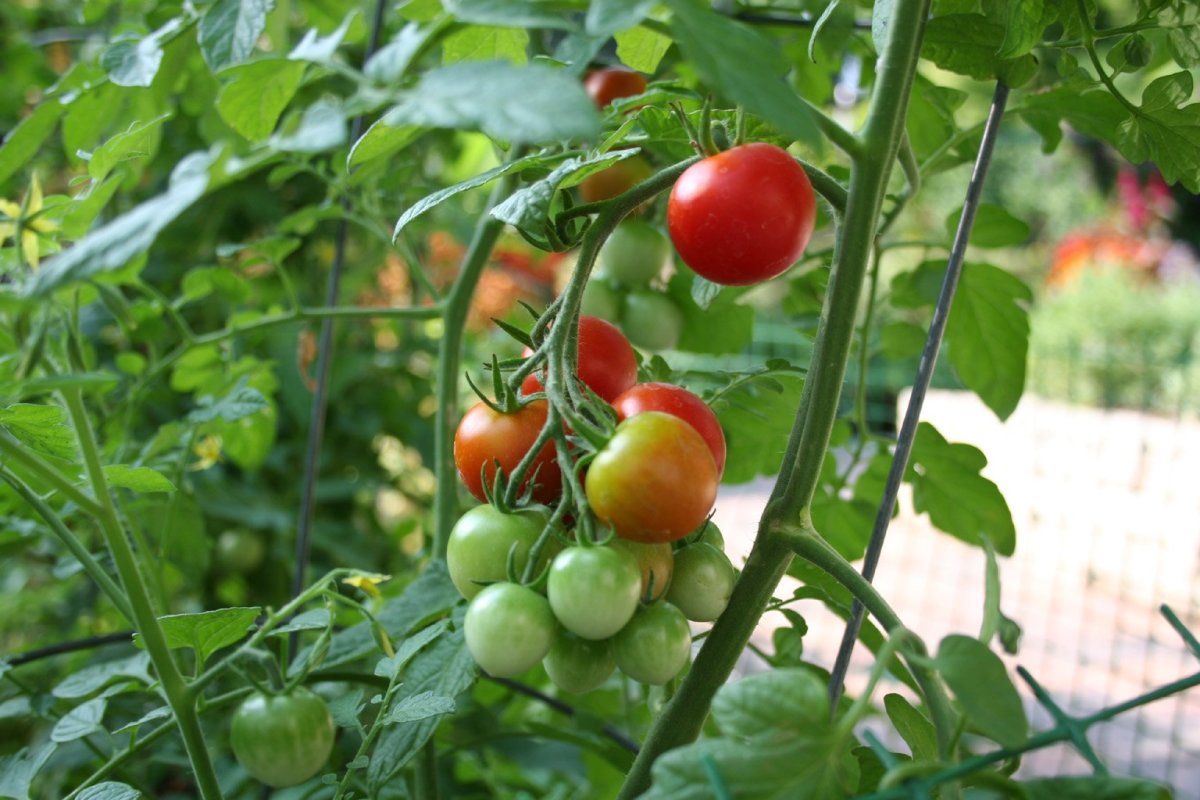 Watering Tomatoes When, How Often & How Much 5 Pro Tips Dengarden