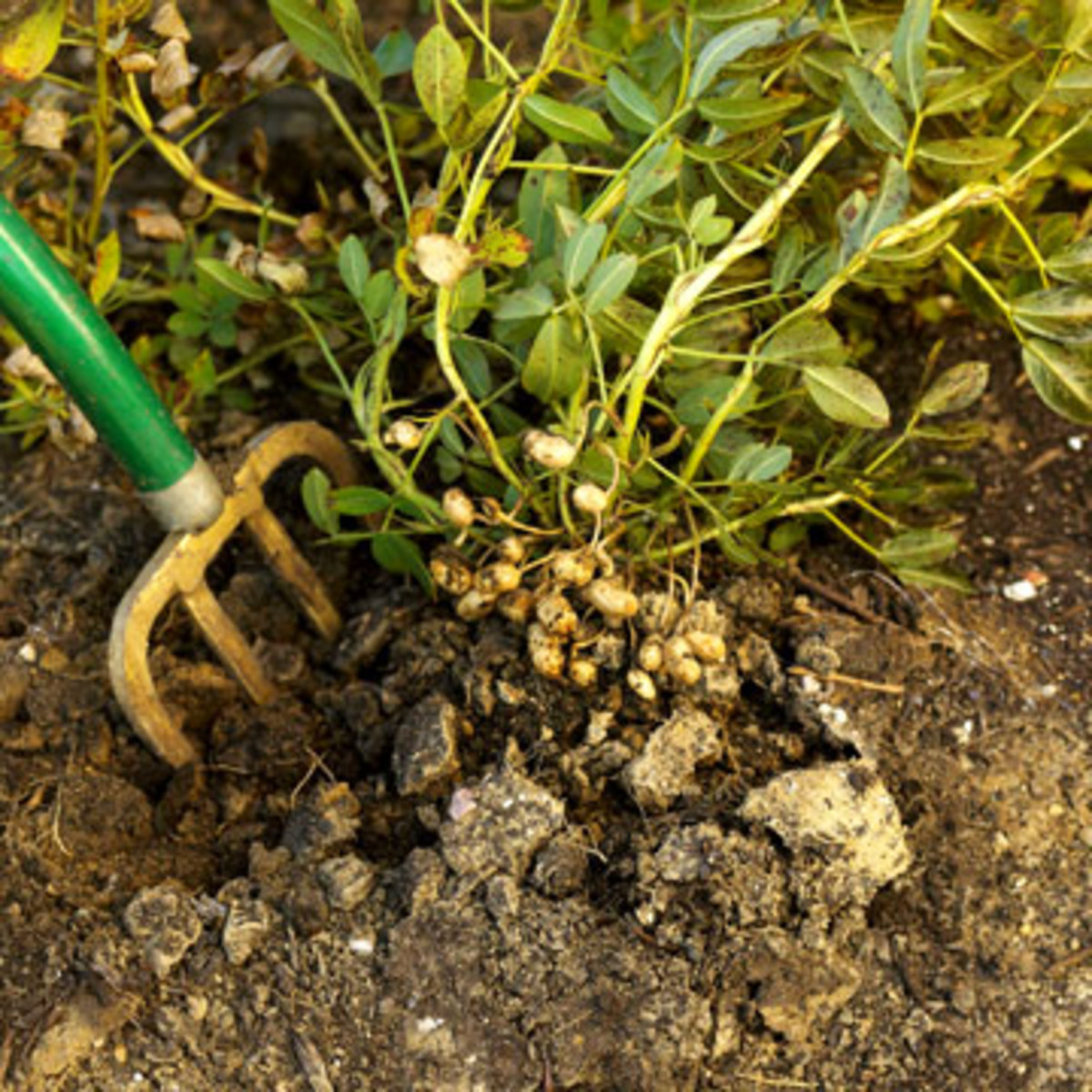 Root Crops Grown In The Philippines HubPages