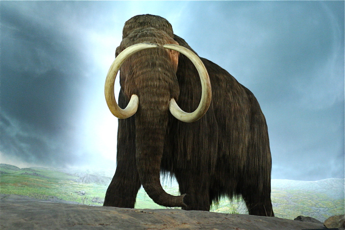 Bringing Back Extinct Animals Cloning Research and Concerns Owlcation