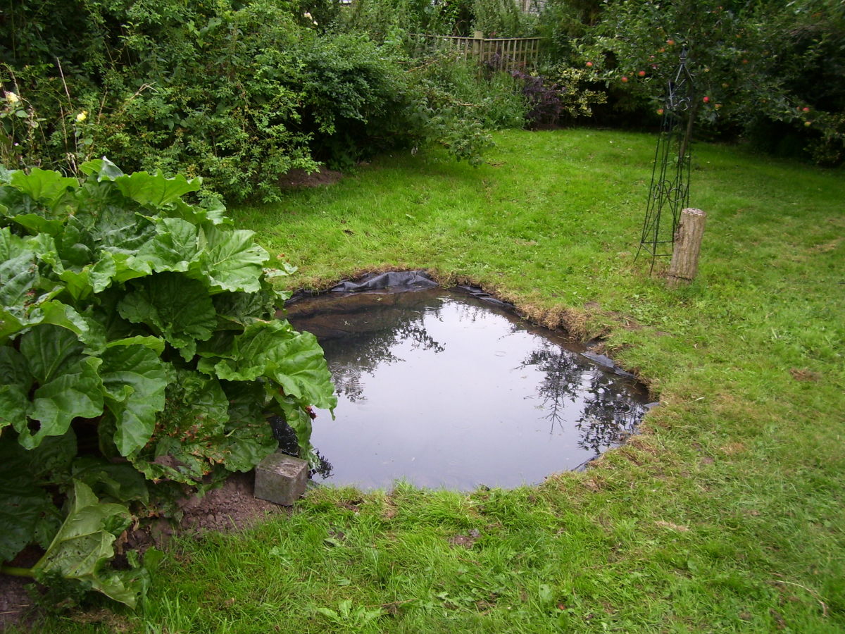 How To Make a Frog Pond Dengarden
