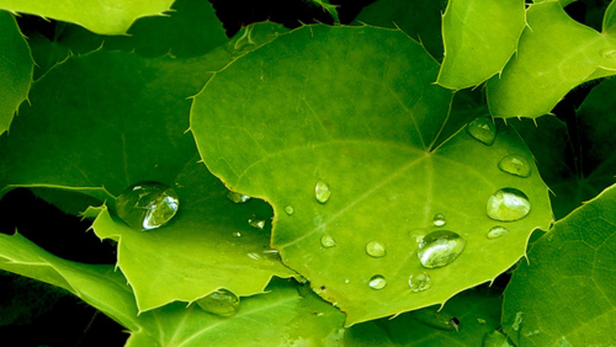 Uses for NeverWet by RustOleum Dengarden