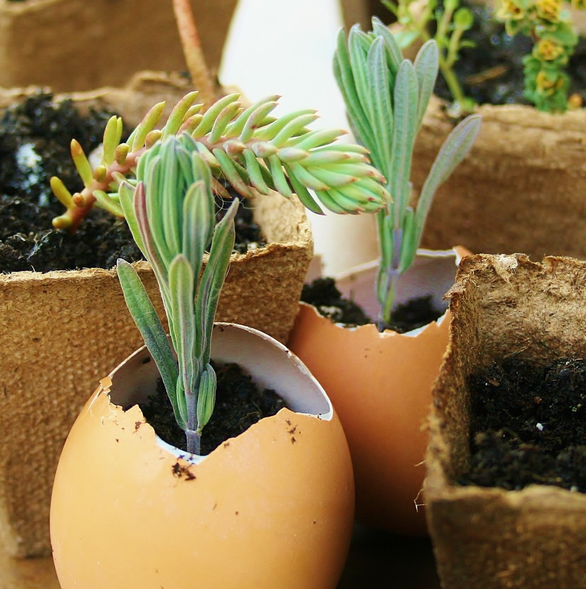 Eggshell Pots for Starting Seeds