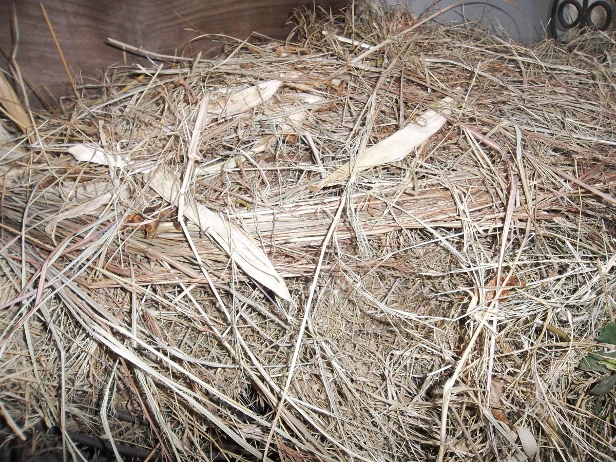 Rabbits keeping them healthy on pellets and other foods HubPages