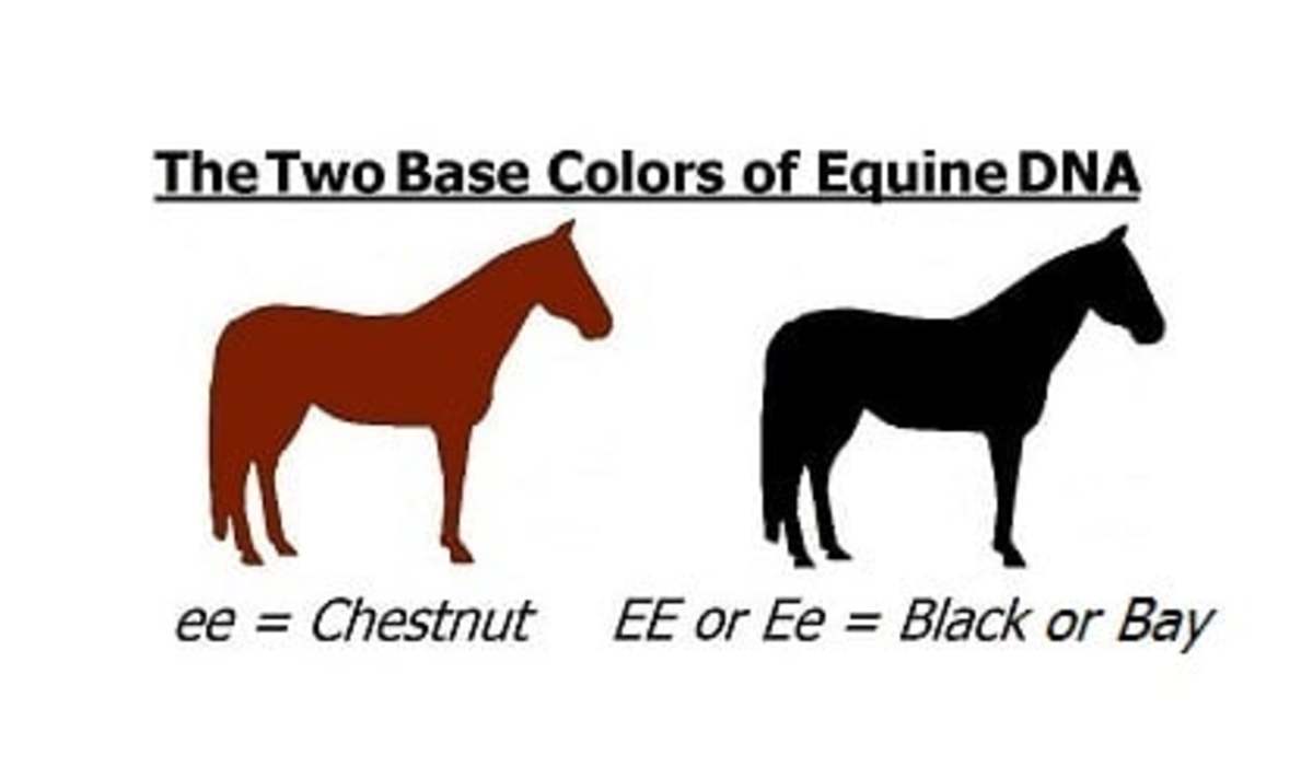 Horse of a Different Color HubPages