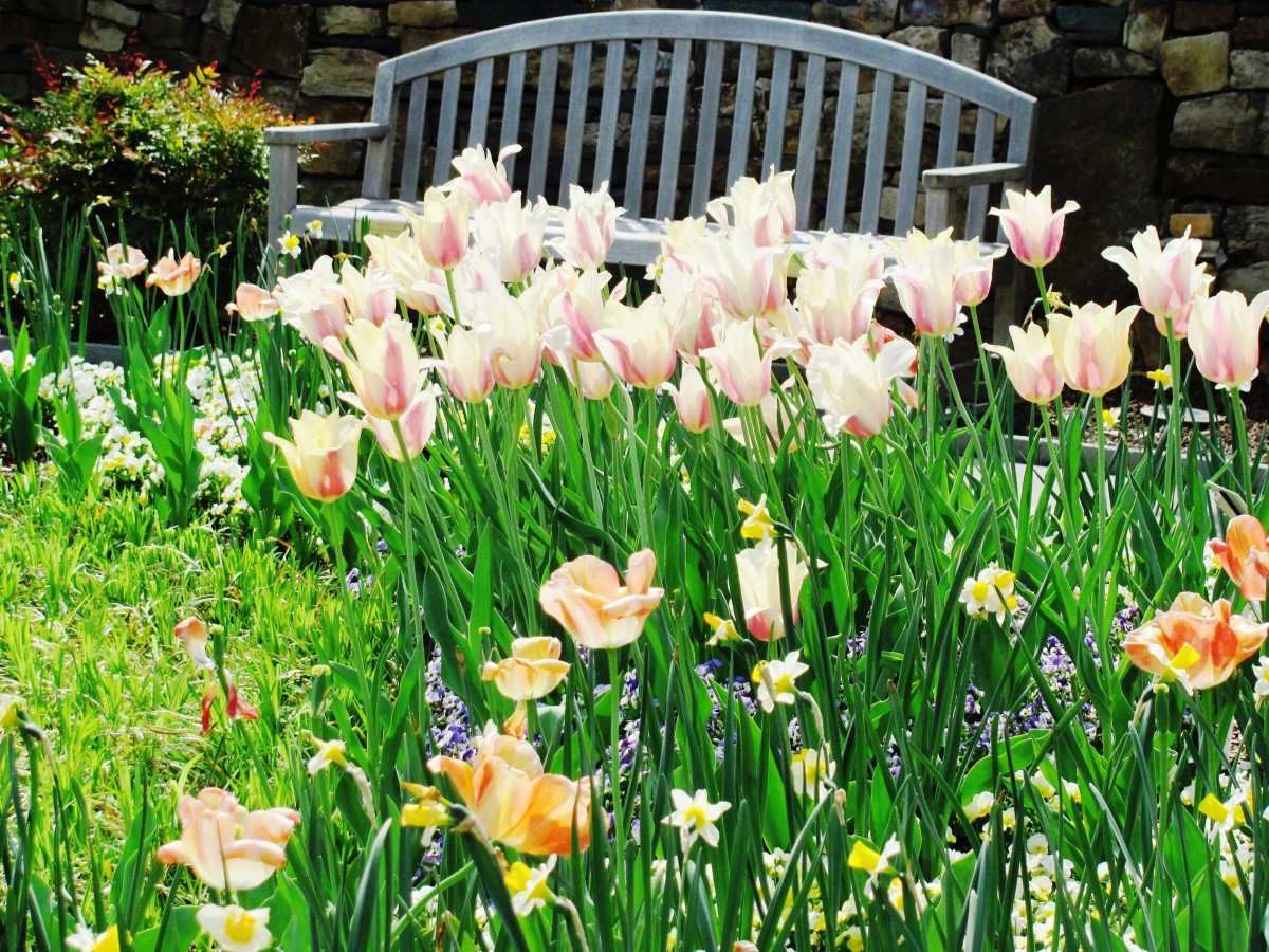 What Squirrels Can Teach Us About Being Human Owlcation