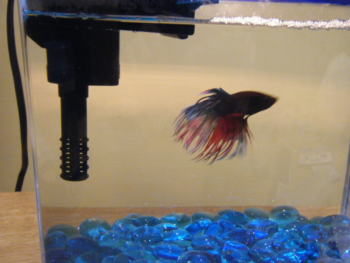 Setting up a Freshwater Aquarium A Guide for Beginners PetHelpful