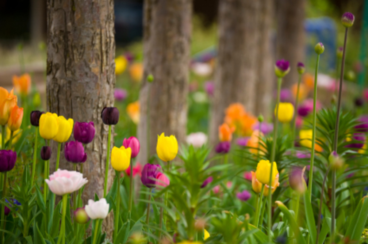 Buying Tulips Flowering Times, Best Perennial Bulbs Dengarden