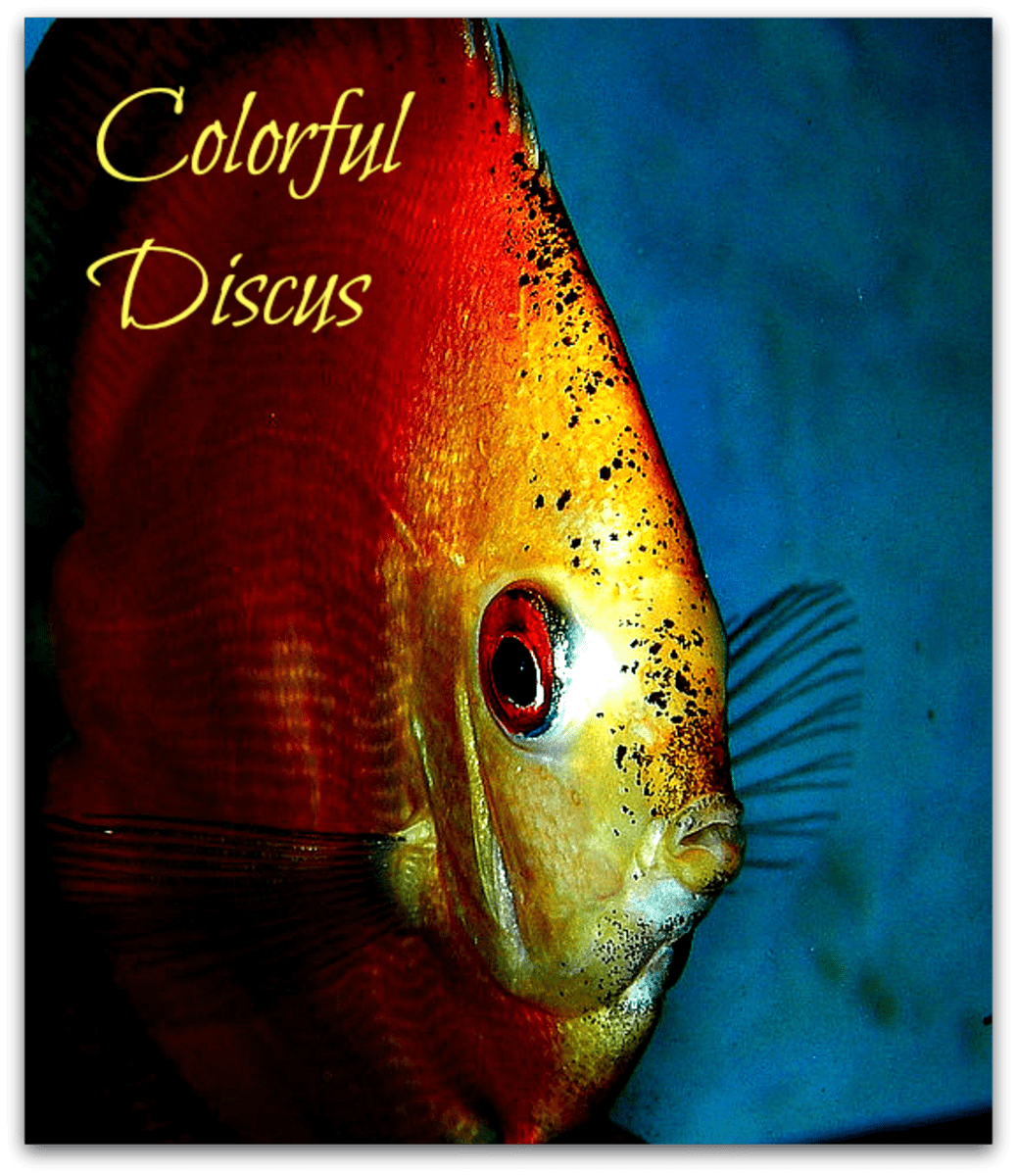Discus Aquarium Fish R Cool Discus Facts