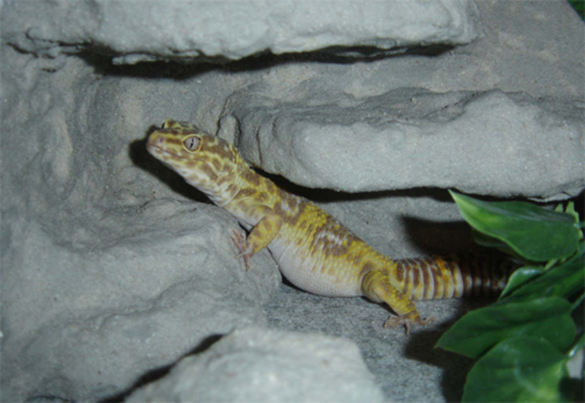 Native Habitat of the Leopard Gecko & Setting up a Natural Enclosure