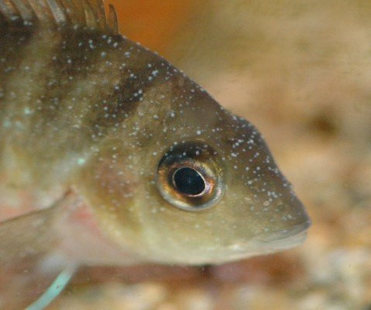 Recognizing Common Diseases in Freshwater Fish PetHelpful
