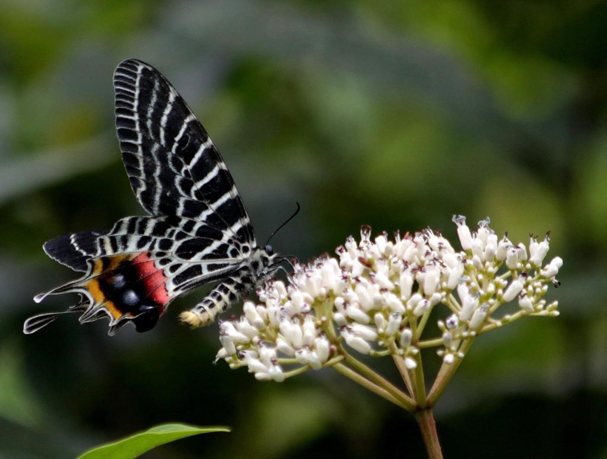 Top 10 Rare or Endangered Butterflies hubpages