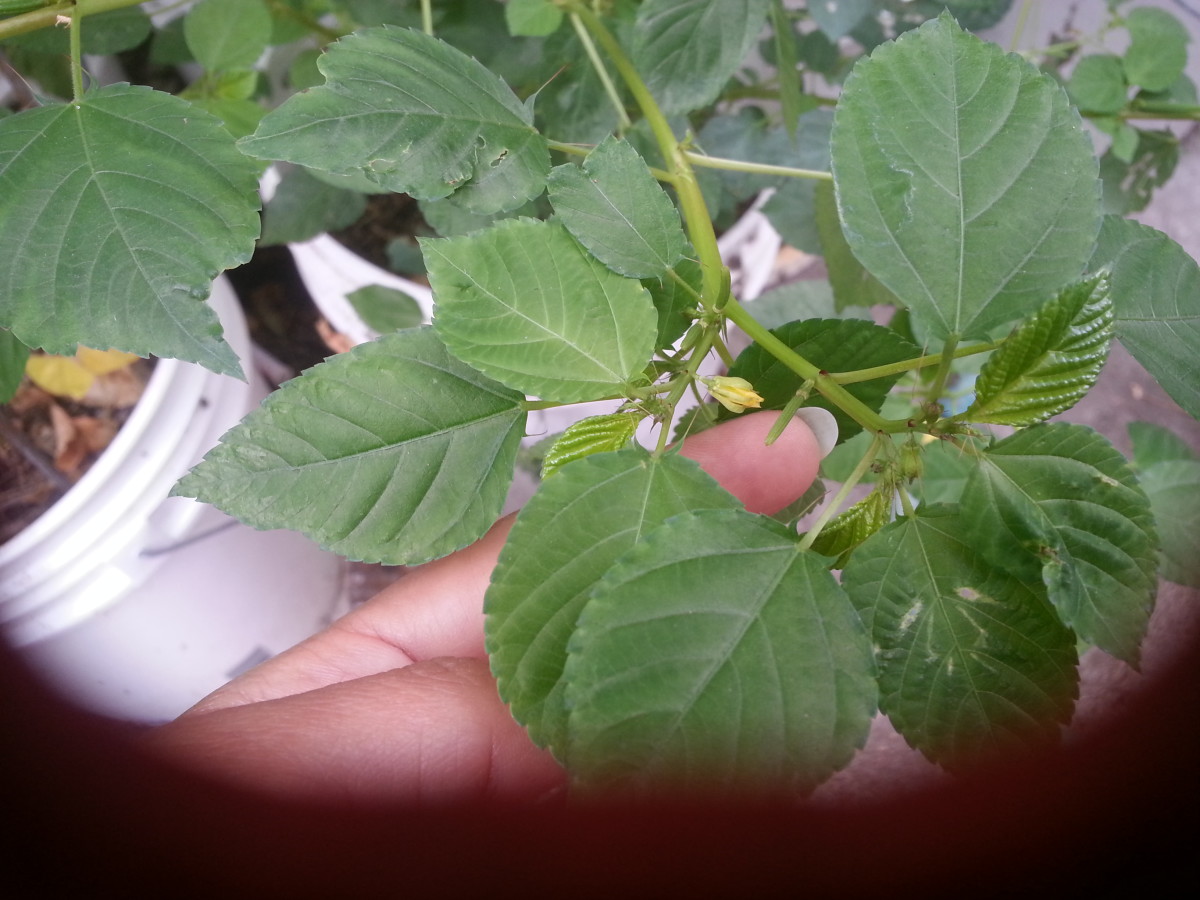 Corchorus Olitorius Jute Plant, Saluyot, or Egyptian Spinach Photos