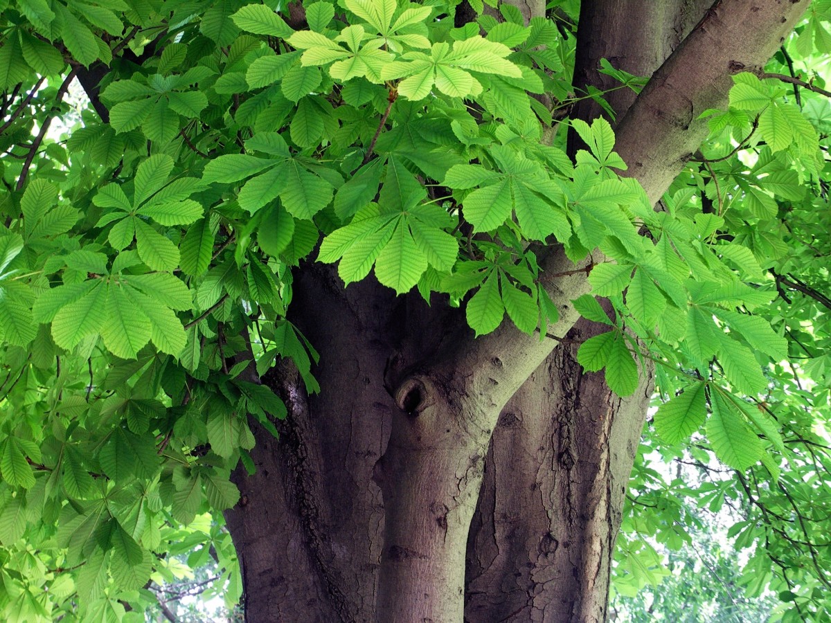The Horse Chestnut Tree and Conkers Owlcation