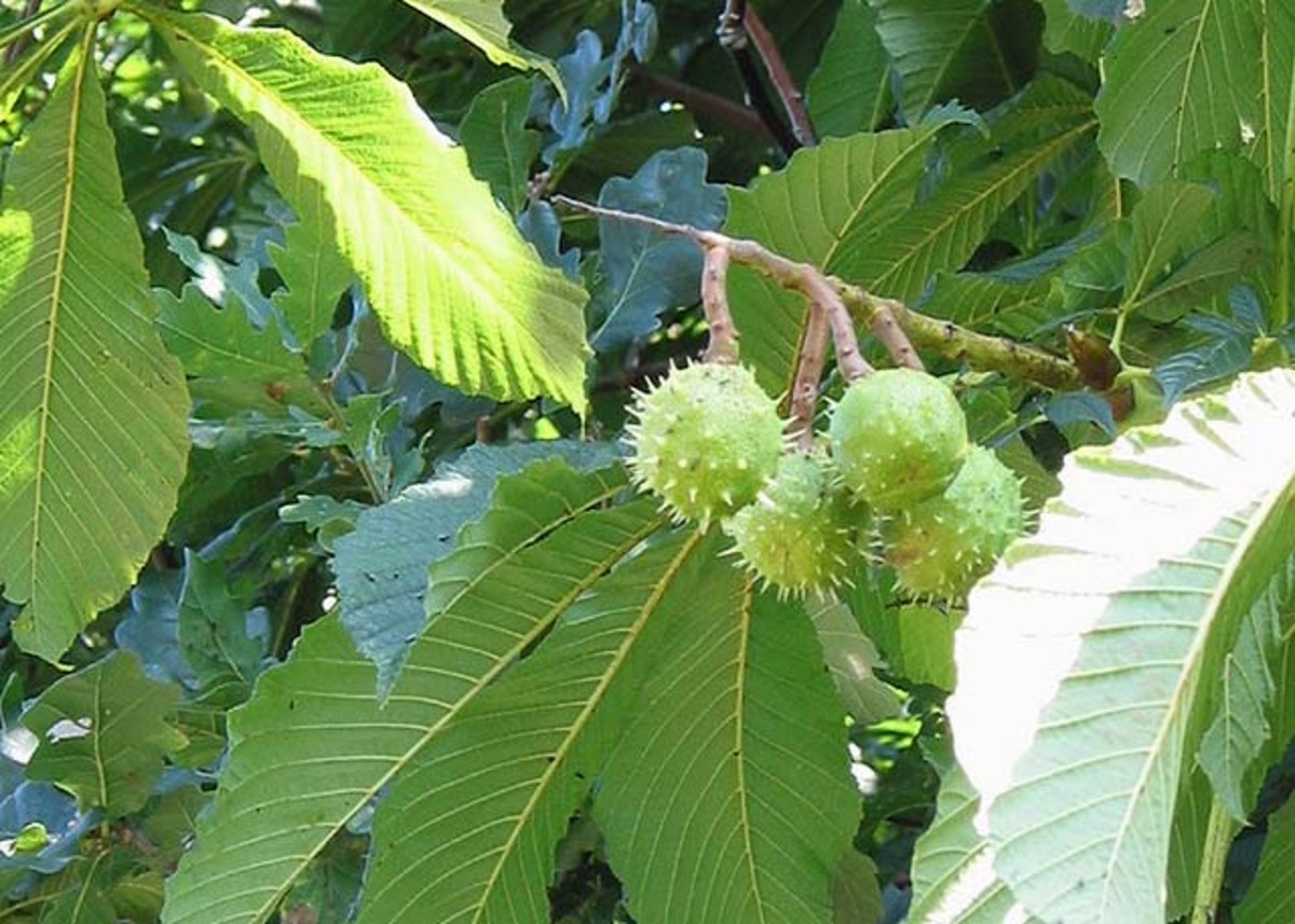The Horse Chestnut Tree and Conkers Owlcation