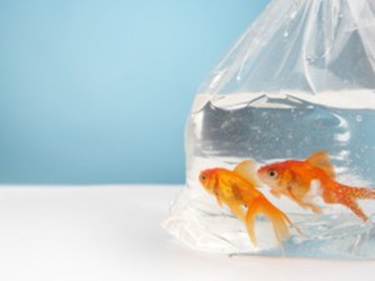 Successfully Acclimating Your Fish HubPages