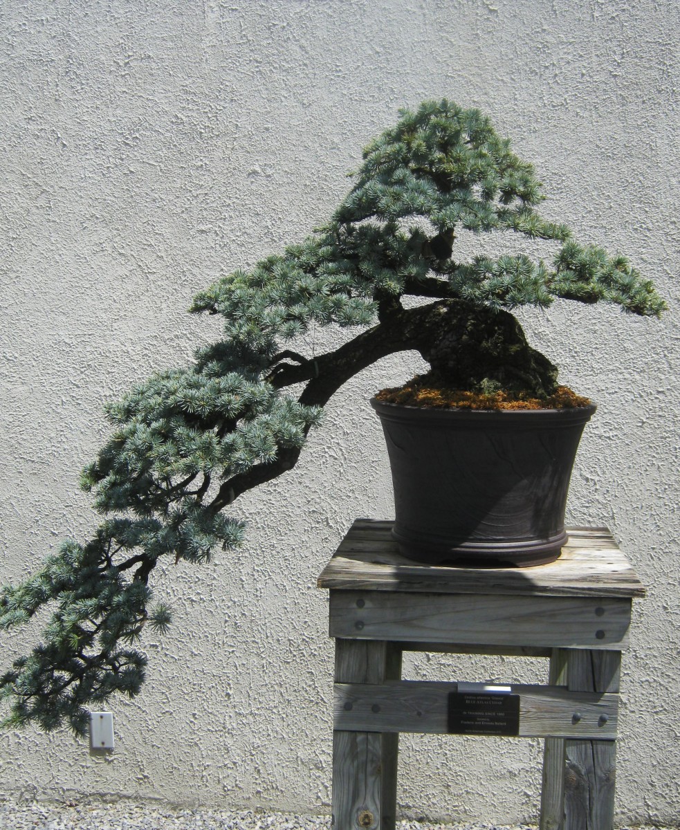 Bonsai Gallery From the US National Arboretum WanderWisdom
