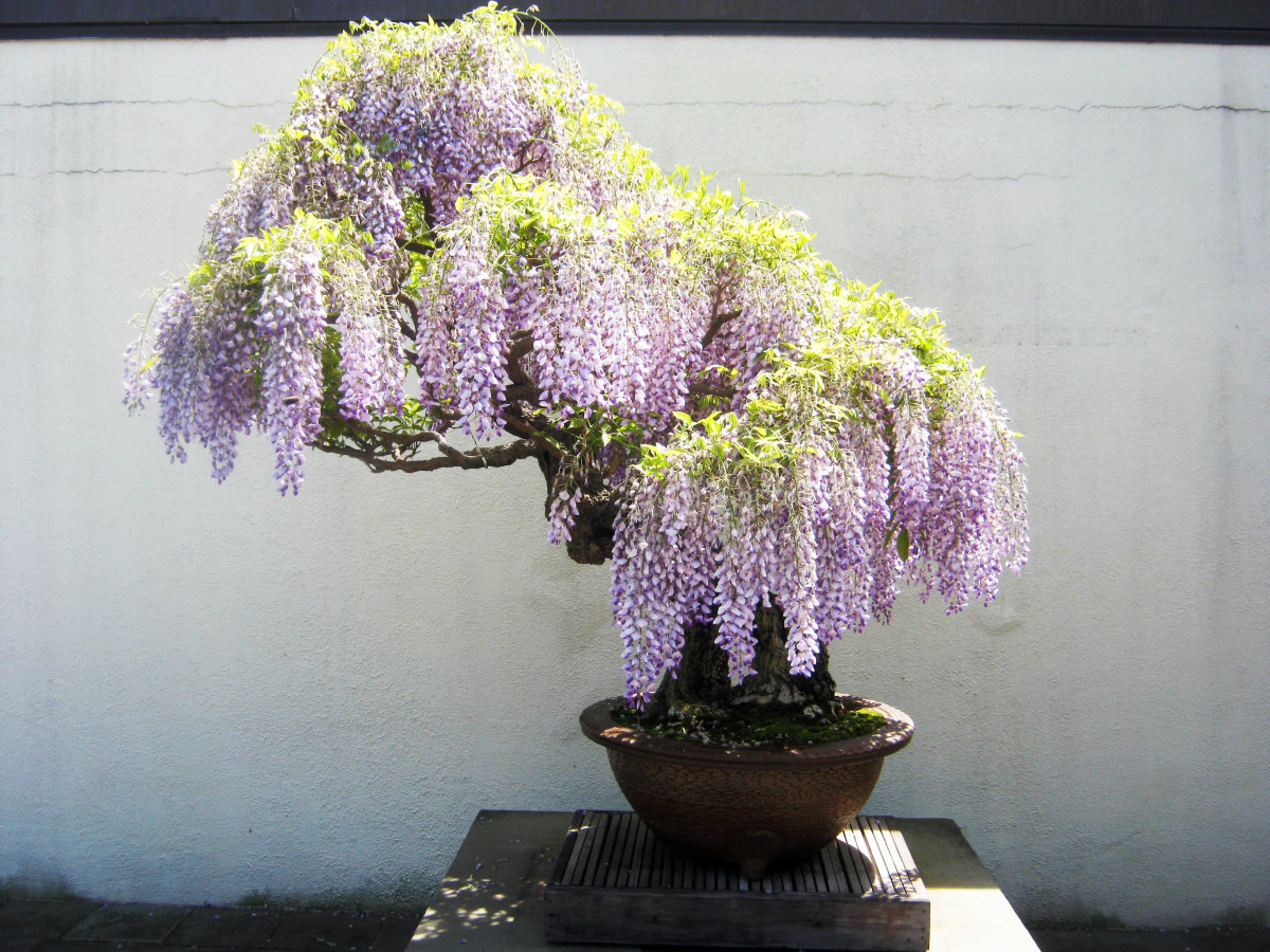 Bonsai Gallery From the US National Arboretum WanderWisdom