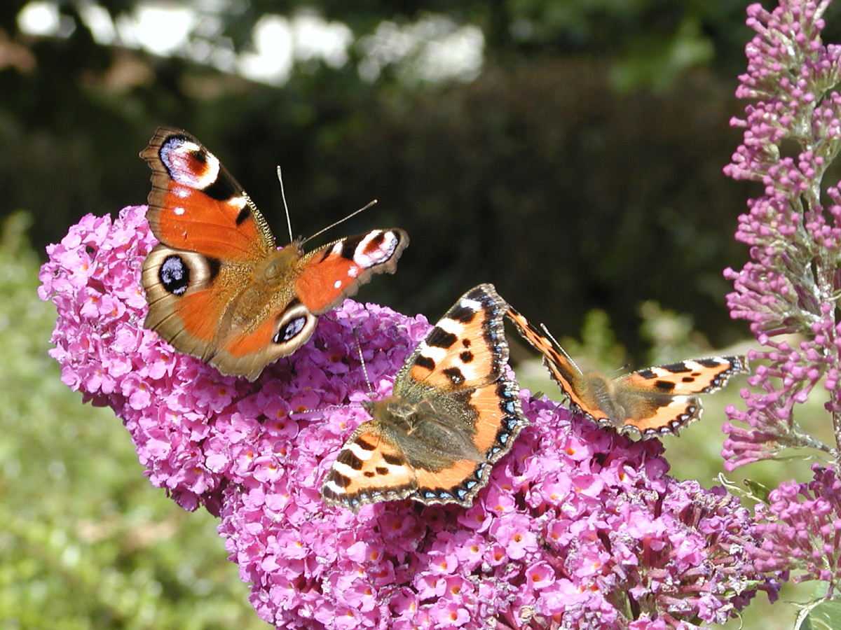 Gardening for Beginners 7 Easy Steps to Taking Plant Cuttings Dengarden