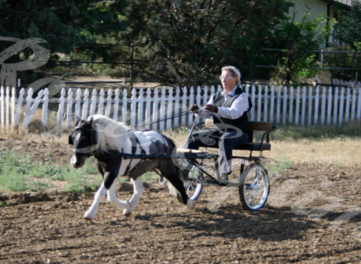 Combined Driving With Miniature Horses HowTheyPlay