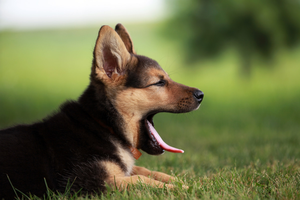 Badass German Shepherd Names for Males and Females
