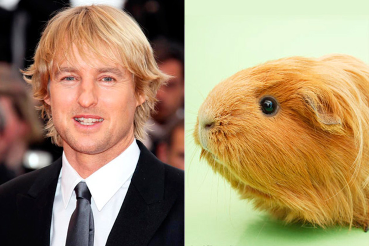 150+ Cute Guinea Pig Names Colour Names, Pair Names and More PetHelpful