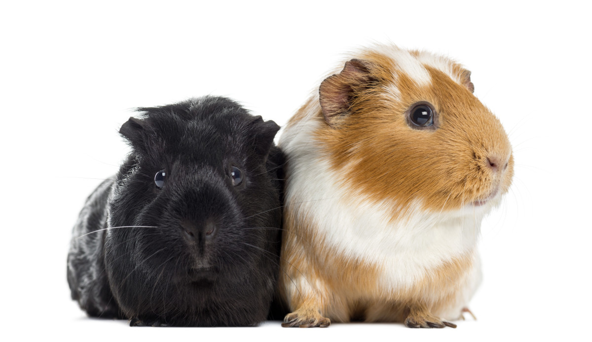 72 Cute and Funny Guinea Pig Names PetHelpful