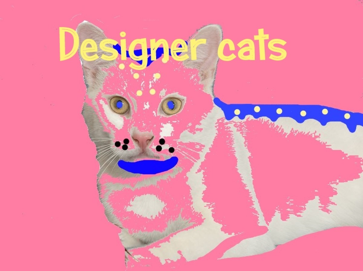 How to Make Your Own Designer Cat HubPages