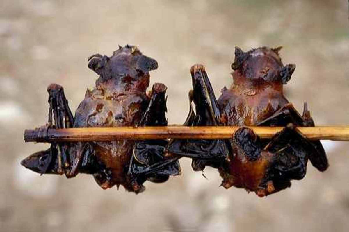 Bizarre Foods with Andrew Zimmern HubPages