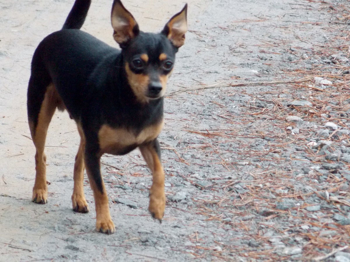 Brown And Tan Deer Head Chihuahua Bleumoonproductions