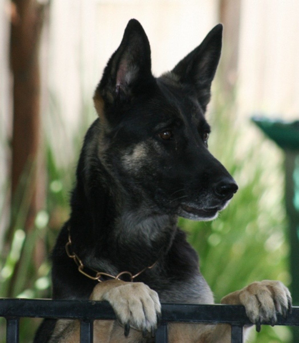 Working German Shepherds as Pets and Companions PetHelpful