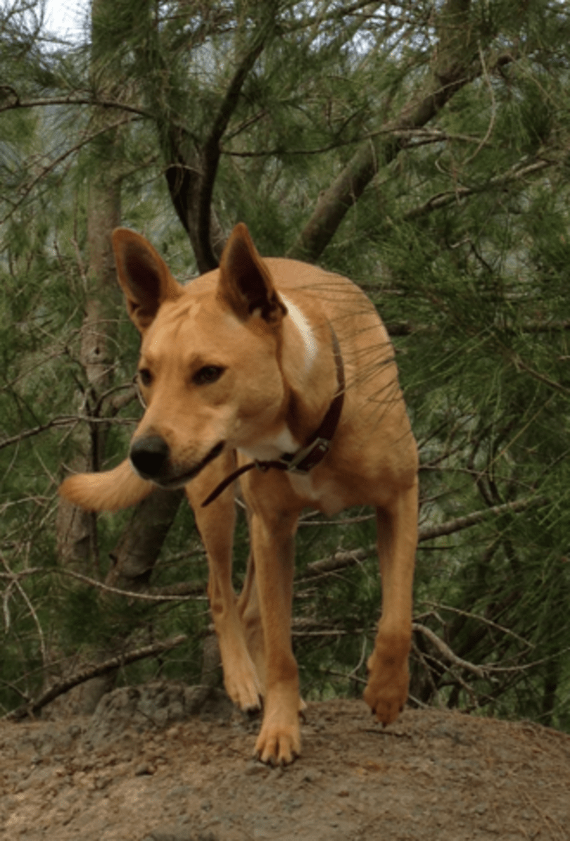 The American Dingo What Is a Carolina Dog? PetHelpful