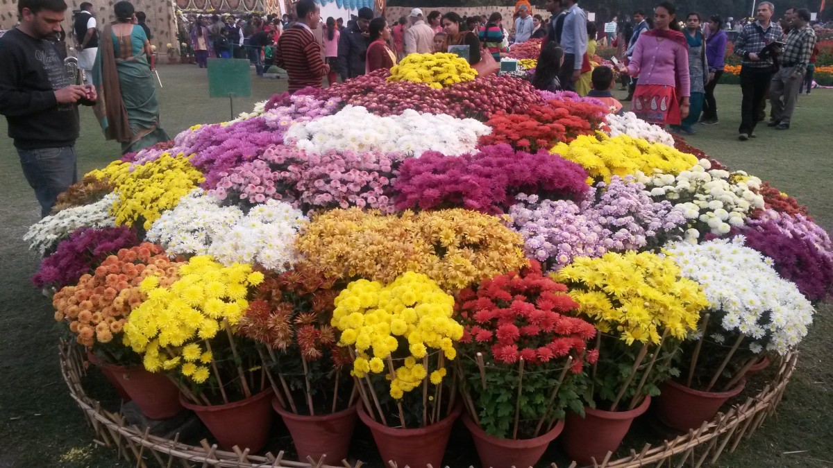 A Visit to Chrysanthemum Flowers Show at Terraced Garden, Chandigarh