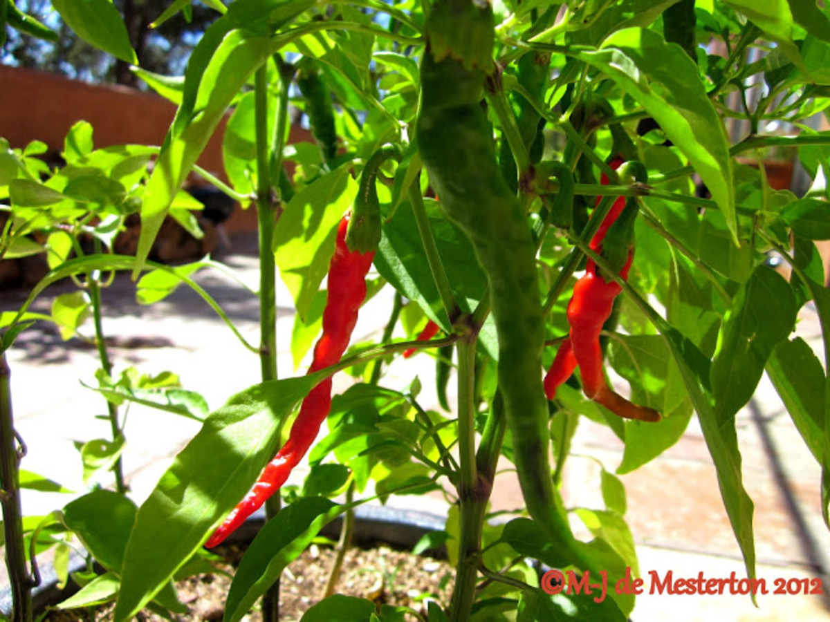 17 Health Benefits of Cayenne Pepper hubpages