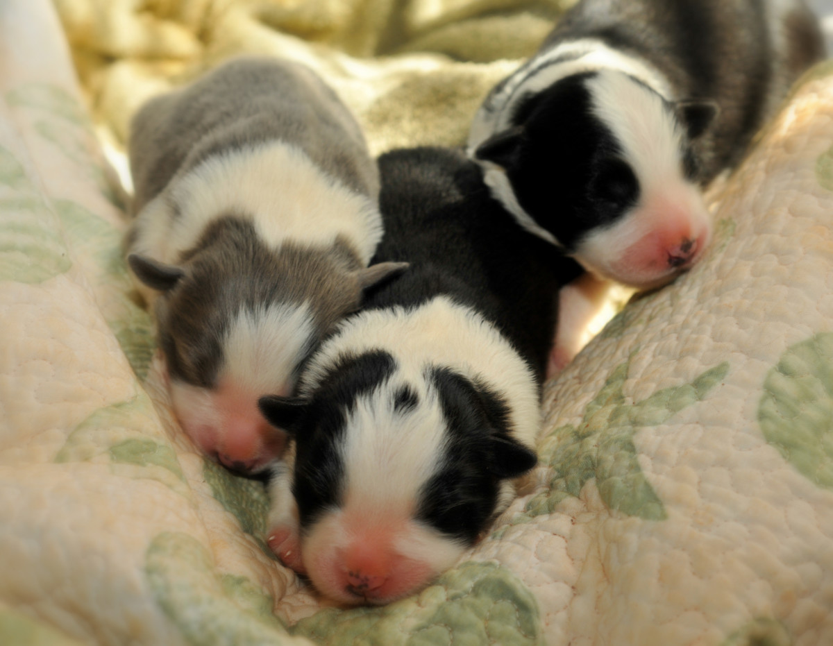 Pictures of Puppies 45 Free Cute Border Collie Puppy Images HubPages