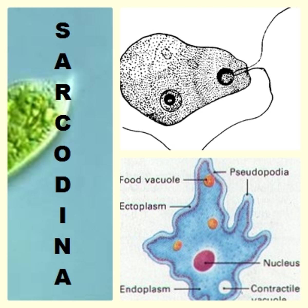 Kingdom Protista Its Characteristics, History and Classifications