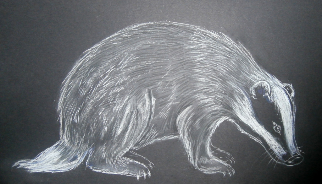How to draw a Badger hubpages