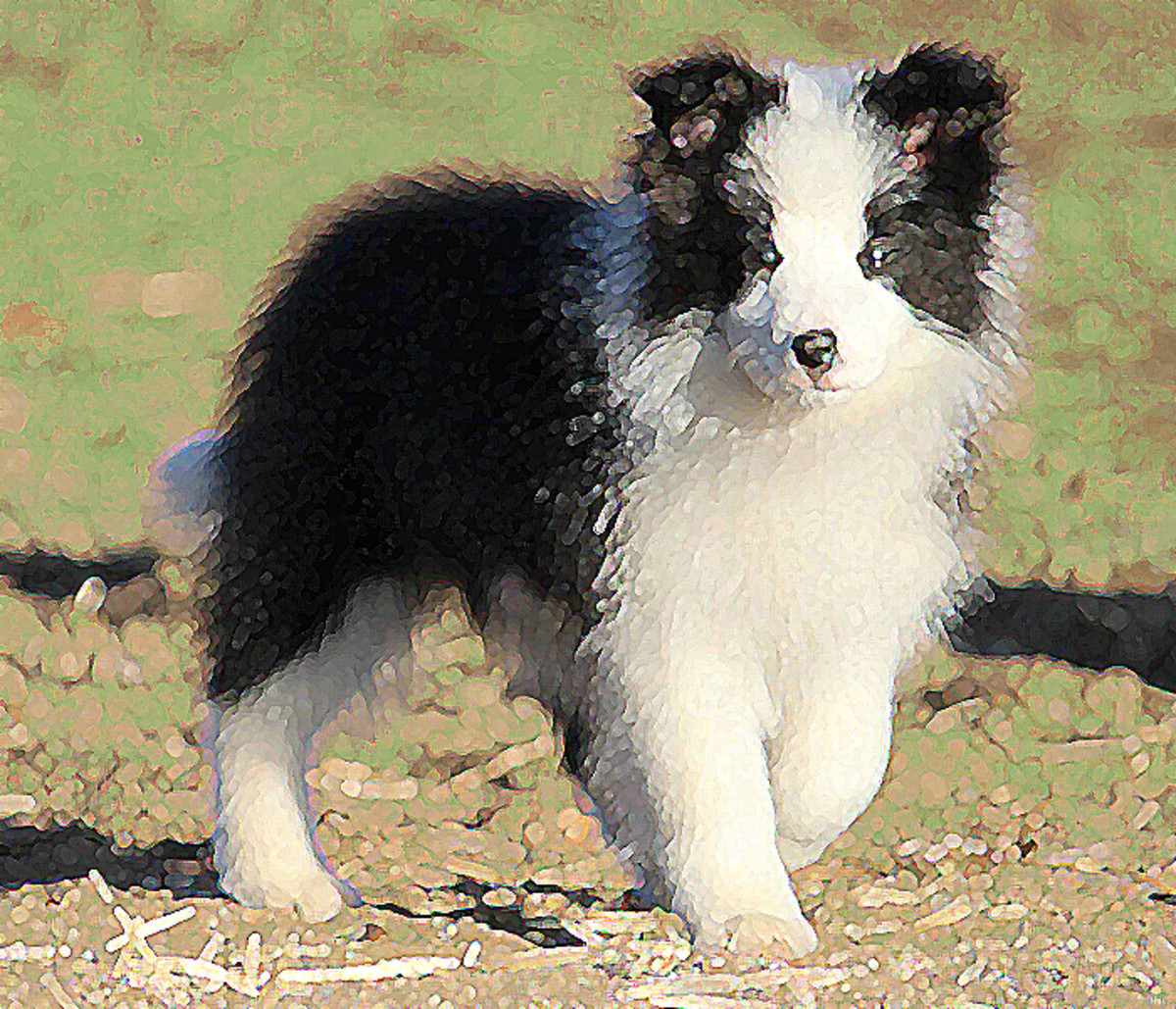 Pictures of Puppies 45 Free Cute Border Collie Puppy