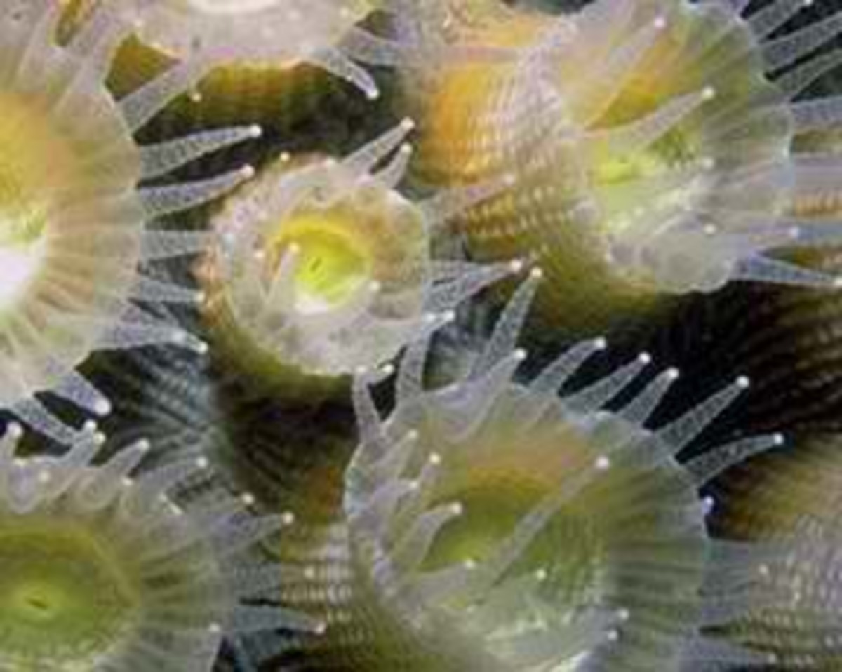Types of Algae Its General Characteristic and Importance hubpages
